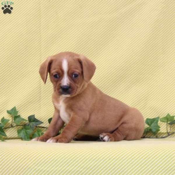 Billy, Boston Terrier Mix Puppy